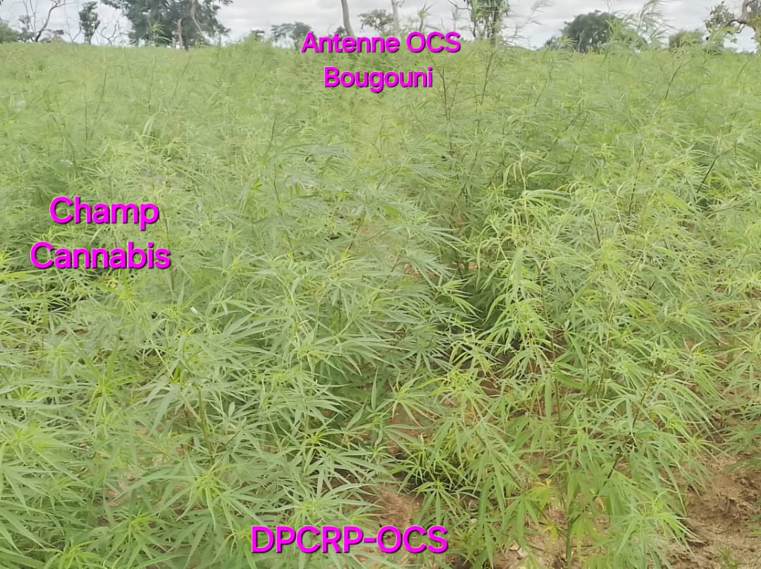 Lutte contre le trafic de stupéfiants : un vaste champ de cannabis démantelé et détruit à Garalo (Bougouni)